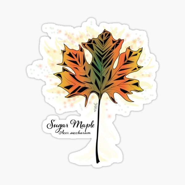 Dazzling Fall Sugar Maple Leaf Sticker
