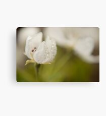 Pear Blossom Canvas Print