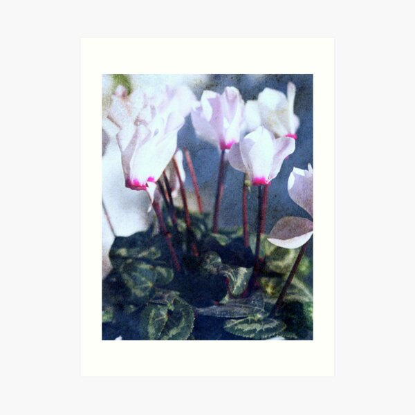 Cyclamen Art Print