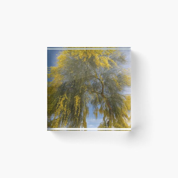 Item preview, Beautiful Acacia designed and sold by Elisabeth Lucas.