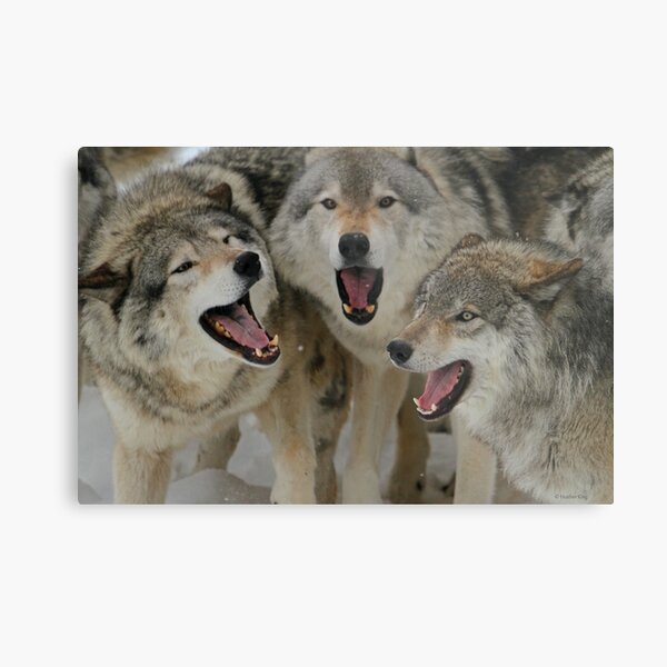 Watching Youtube Metal Print