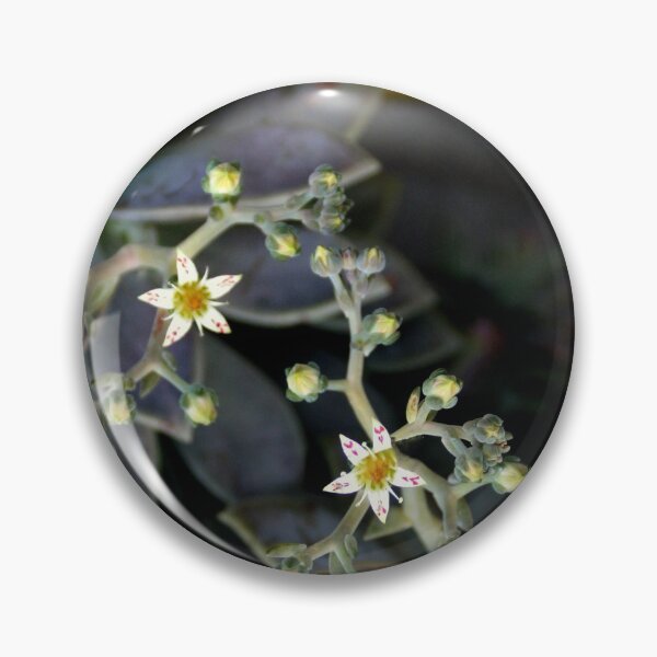Item preview, Twinkle, Twinkle, Succulent Stars designed and sold by Michael May.