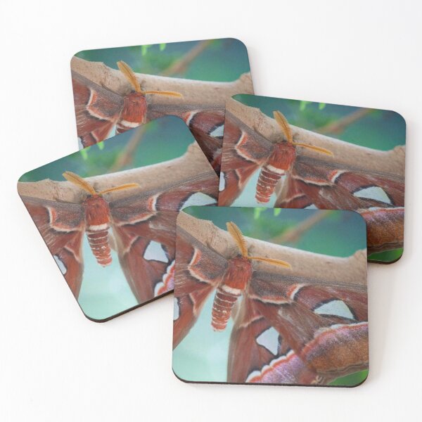 Item preview, Atlas Moth designed and sold by Jacquelie.