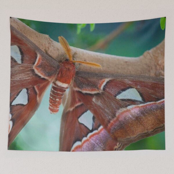 Item preview, Atlas Moth designed and sold by Jacquelie.
