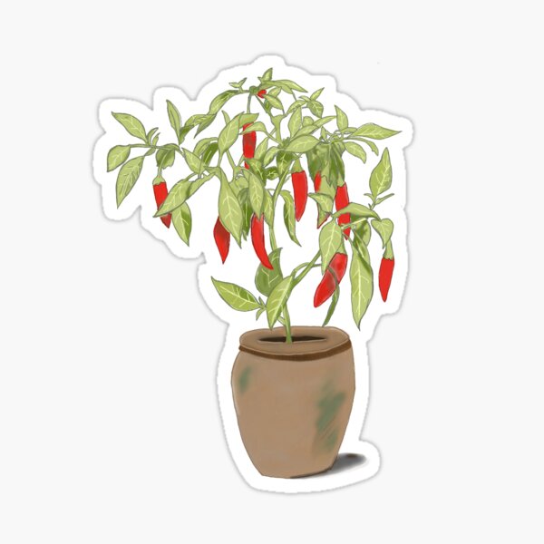 Pepper Plant Gifts Merchandise Redbubble