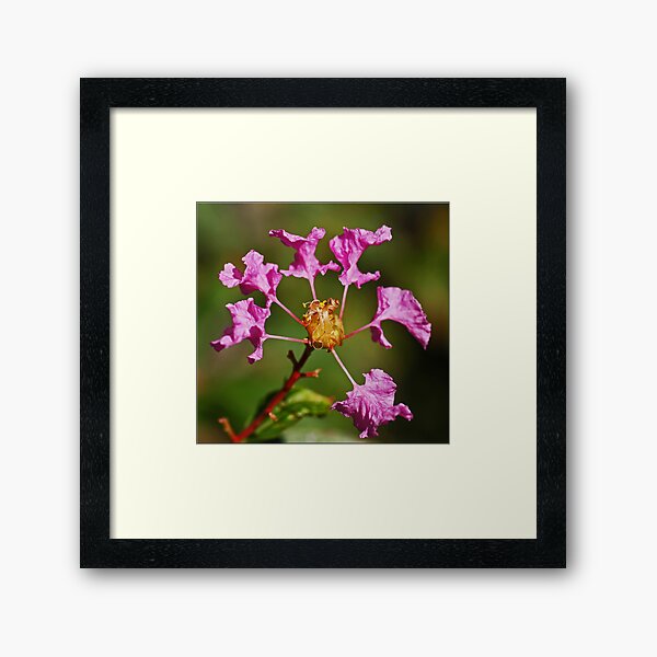 Item preview, Crape Myrtle Blossoms designed and sold by Chet  King.
