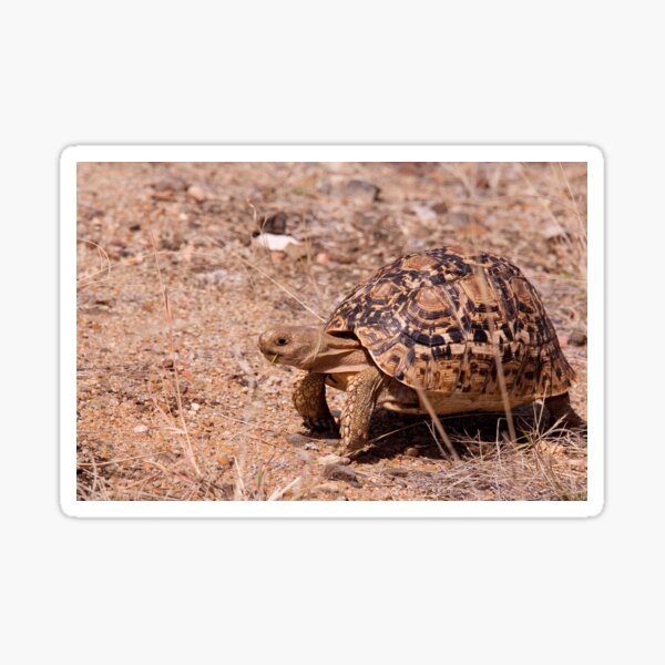 Leopard Tortoise, Kruger National Park, South Africa Sticker