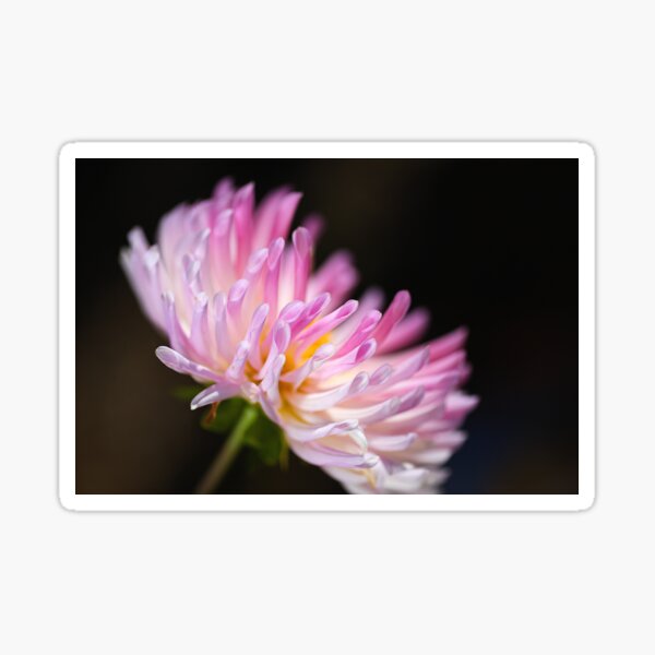 Item preview, Dahlia Blushing Pink designed and sold by Joy Watson - Natural Light Photography .