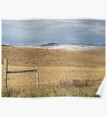 Freckles of Cows Poster