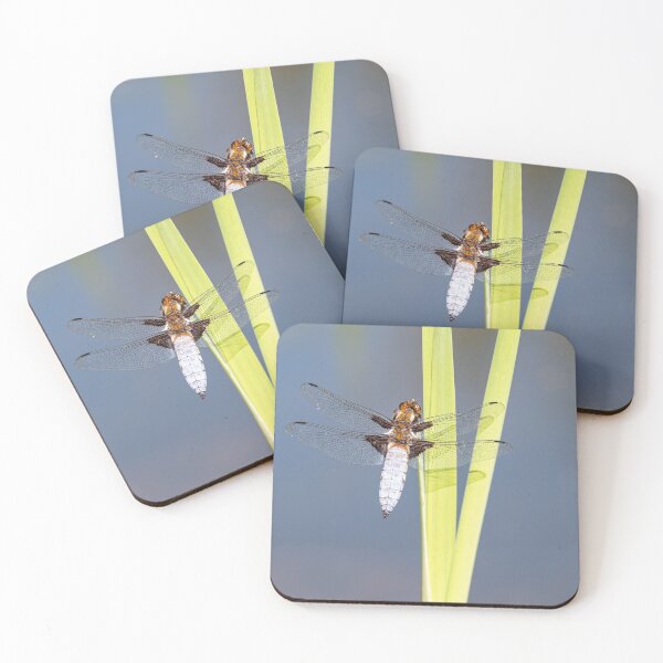 Item preview, Male Broad-bodied Chaser Dragonfly on a Reed designed and sold by MargaretClavell.