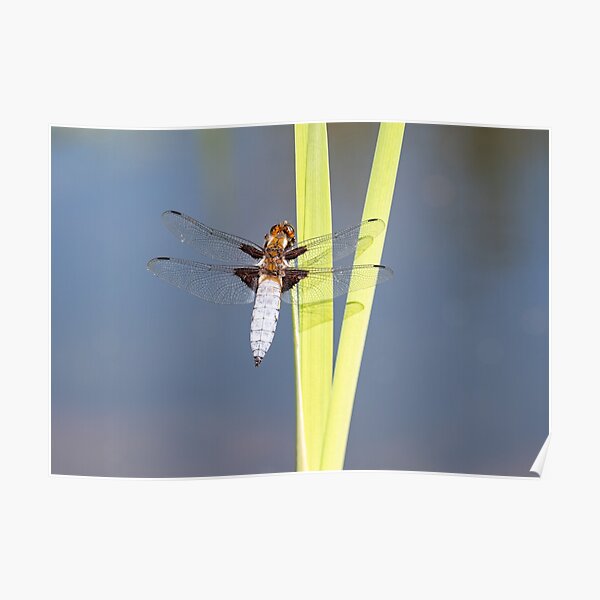 Male Broad-bodied Chaser Dragonfly on a Reed Poster