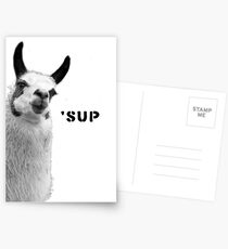 Cool Llama is Cool Postcards