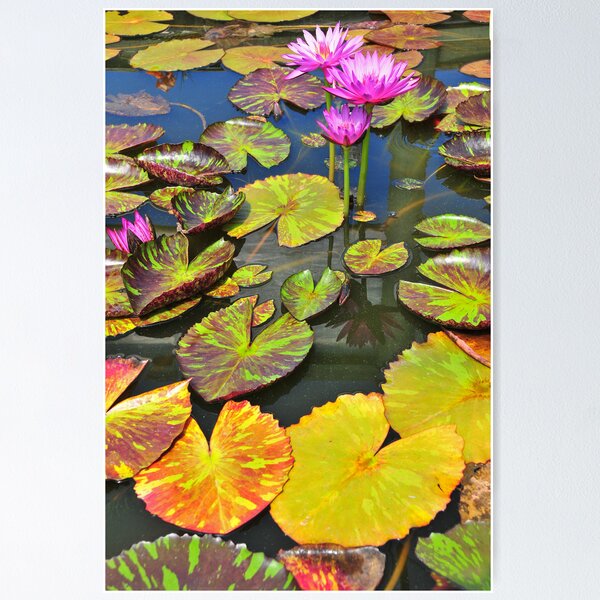 Item preview, Water lilies designed and sold by Ulo Pukk.