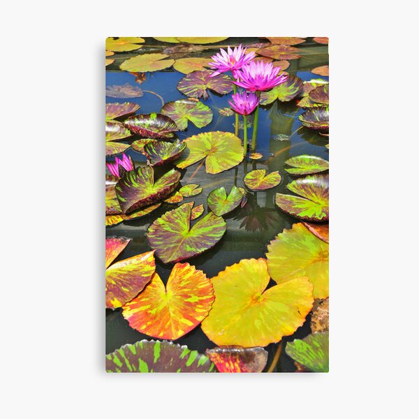Item preview, Water lilies designed and sold by Ulo Pukk.