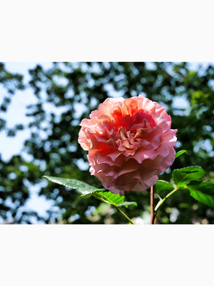 Pink Rose with bokeh by santoshputhran