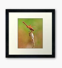 Dragonfly at Rest Framed Print