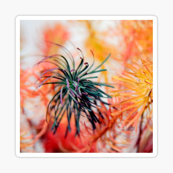 Colored plants look like pine leaves Sticker