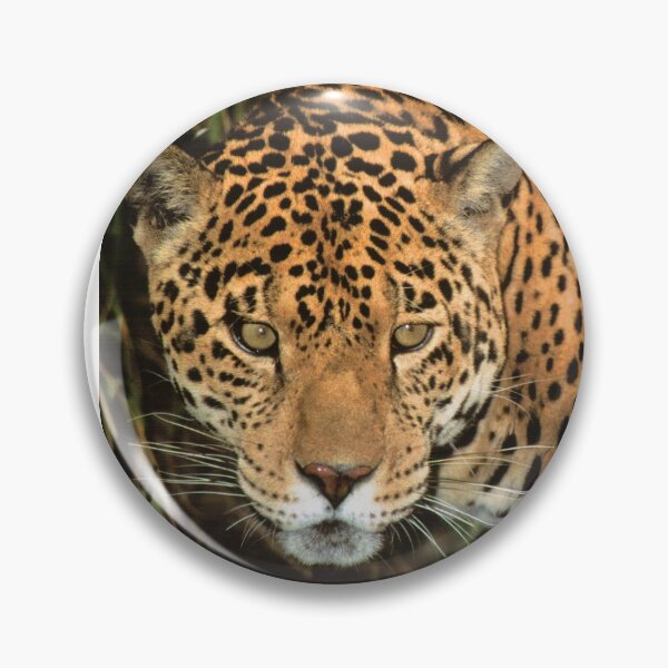 Item preview, Fierce Jaguar Looking at you.  designed and sold by Steven Holt.