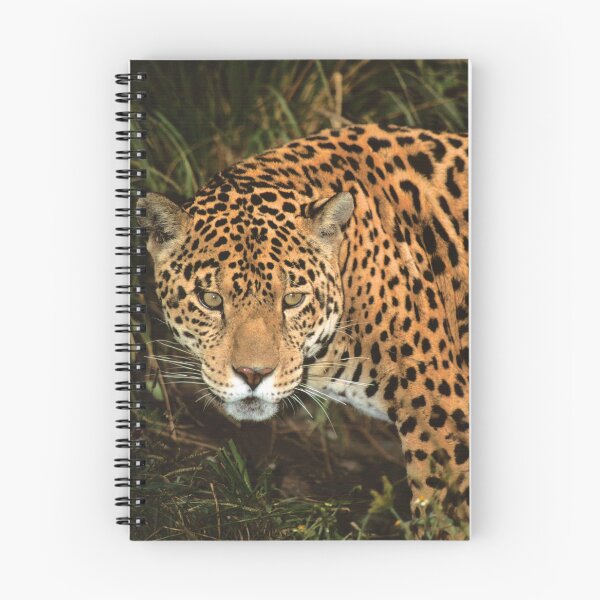 Item preview, Fierce Jaguar Looking at you.  designed and sold by Steven Holt.