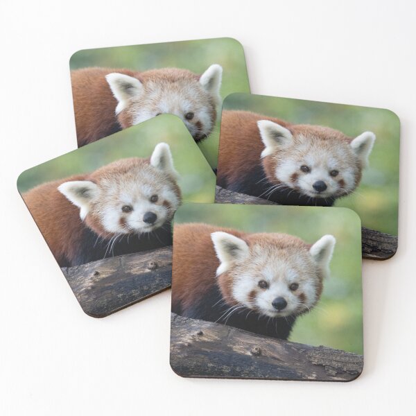 Item preview, Ailurus fulgens designed and sold by Mythos57.