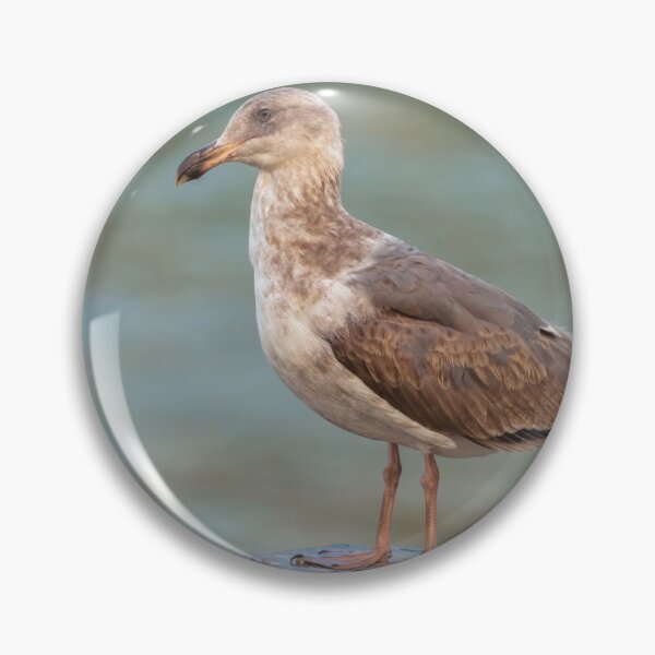 Item preview, Western Gull designed and sold by jvnimages.