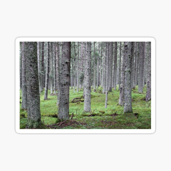 Silent pine tree forest with secular trees, deep in nature Sticker