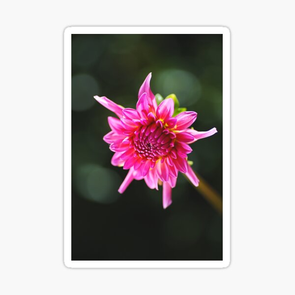 Item preview, Hot Dahlia Eye designed and sold by Joy Watson - Natural Light Photography .