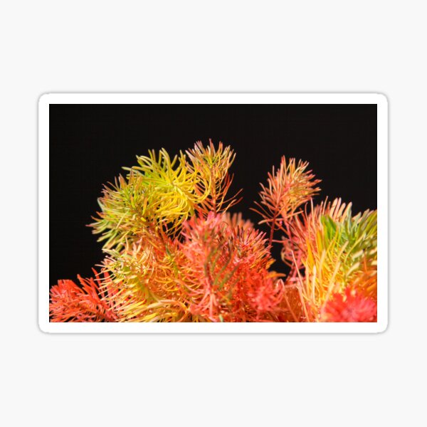 Colored plants that look like pine leaves Sticker