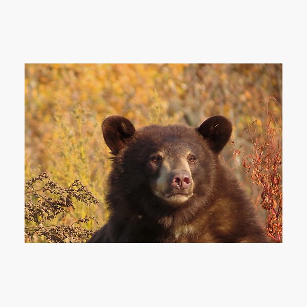Item preview, Nice Bear designed and sold by AlexCall.