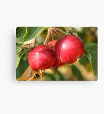 Crabapples Canvas Print