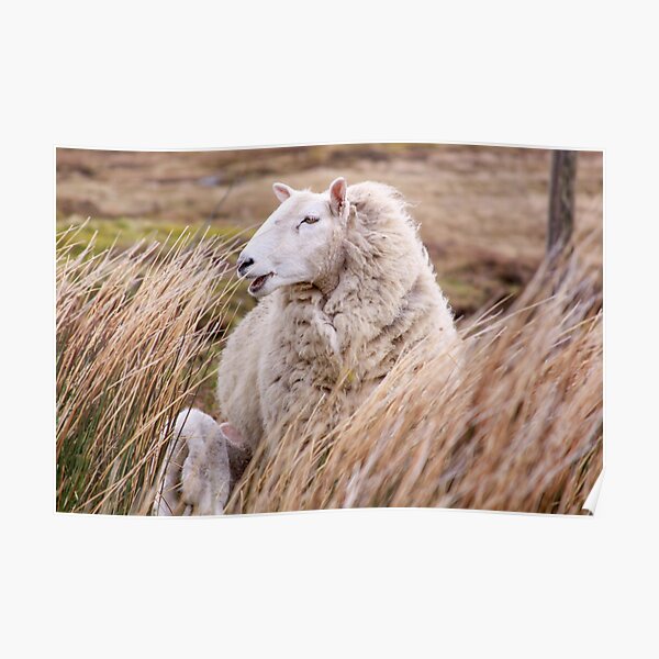 Sheep in tall grass in Ireland countryside Poster