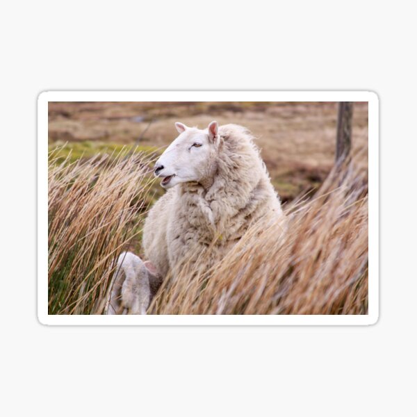 Sheep in tall grass in Ireland countryside Sticker