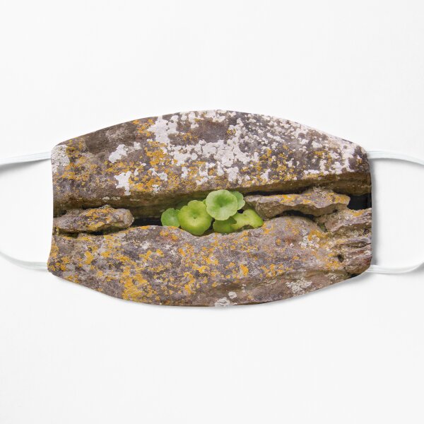 Small plant growing out of a wall in Ireland Mask