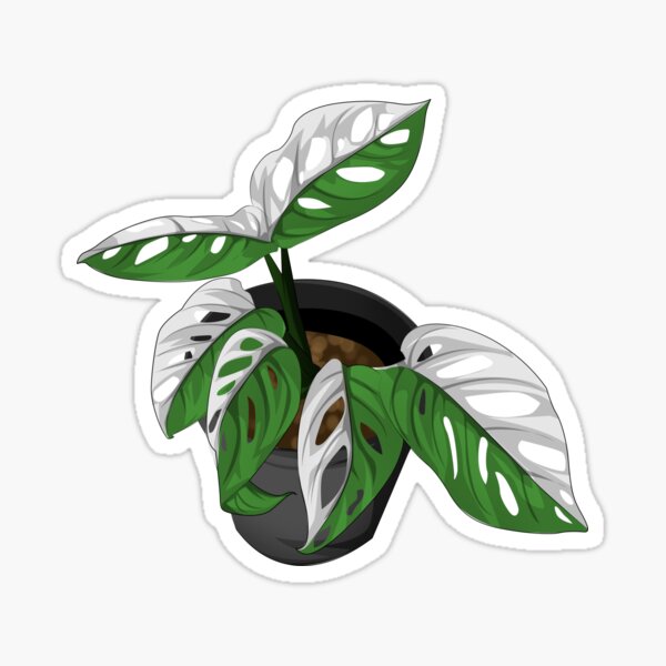 Featured image of post Variegated Monstera Clipart