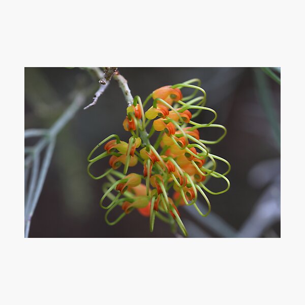 Item preview, Grevillea stenomera designed and sold by andrachne.
