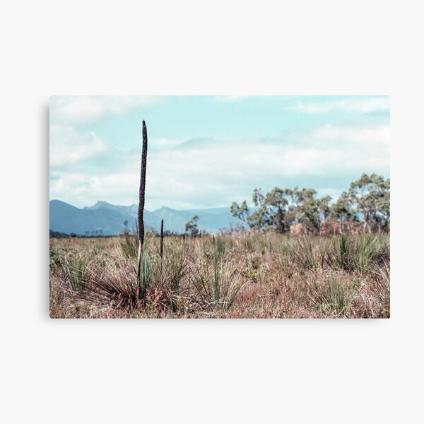 Item preview, xanthorrhoe minor Victoria Valley Grampians 19760915 0028 designed and sold by Fred Mitchell.