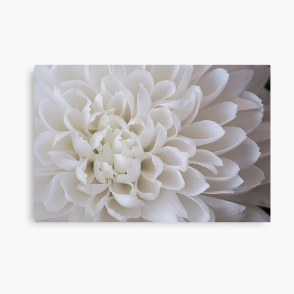 Item preview, White chrysanthemum petals designed and sold by RosNapier.