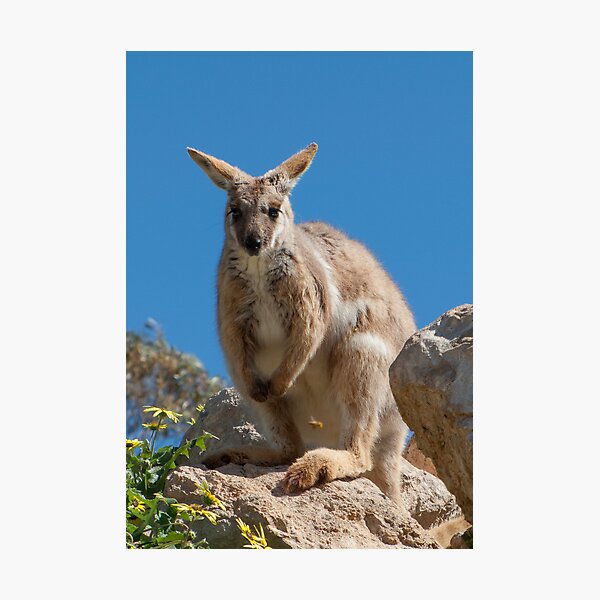 Item preview, YELLOW-FOOTED ROCK WALLABY designed and sold by DPalmer.