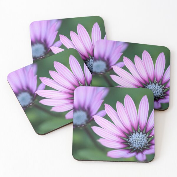 Item preview,  Osteospermum Purple Eyecatcher. designed and sold by John Ray.