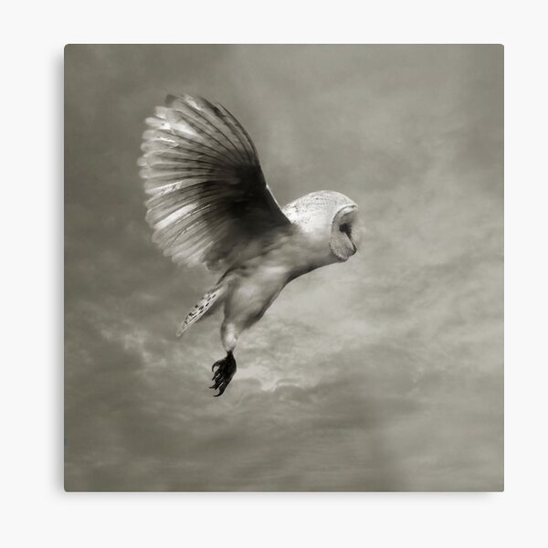 "Night Owl 2" Metal Print