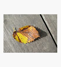Fallen Photographic Print