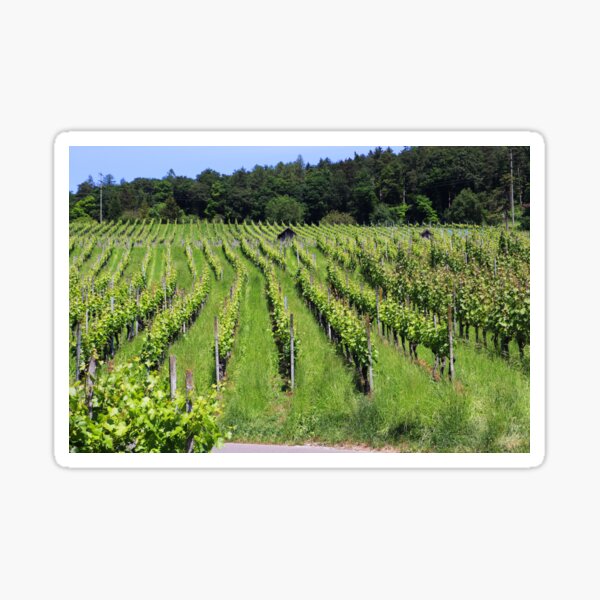 Vine, Weiningen, Switzerland Sticker