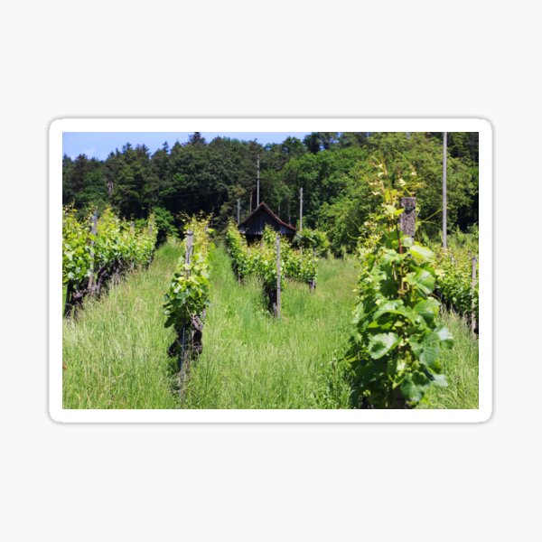 Vine, Weiningen, Switzerland Sticker