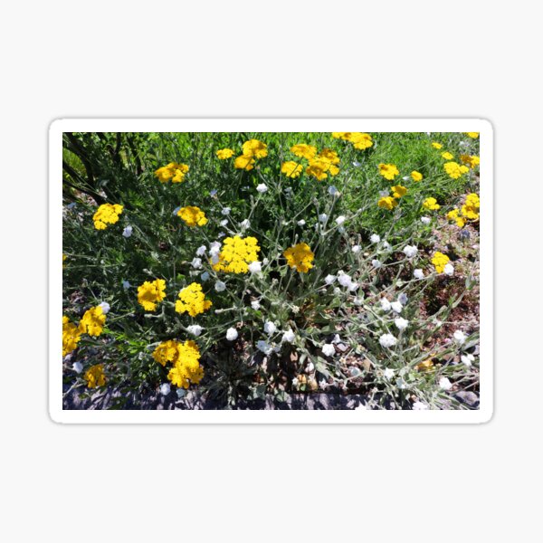 Flowers, Weiningen, Switzerland Sticker