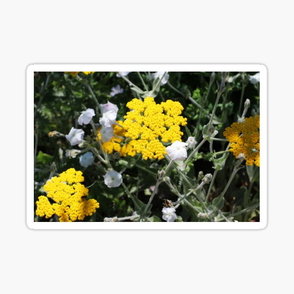 Flowers, Weiningen, Switzerland Sticker