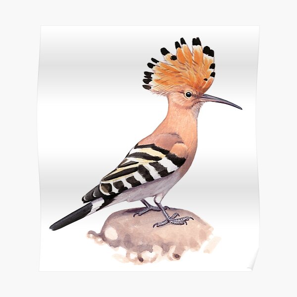 Eurasian Hoopoe Poster