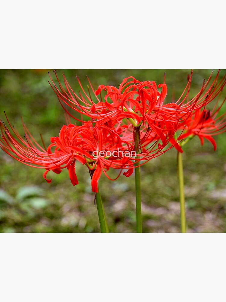 Red Spider Lilies At Fushimi Inari Kyoto Art Board Print By Geochan Redbubble