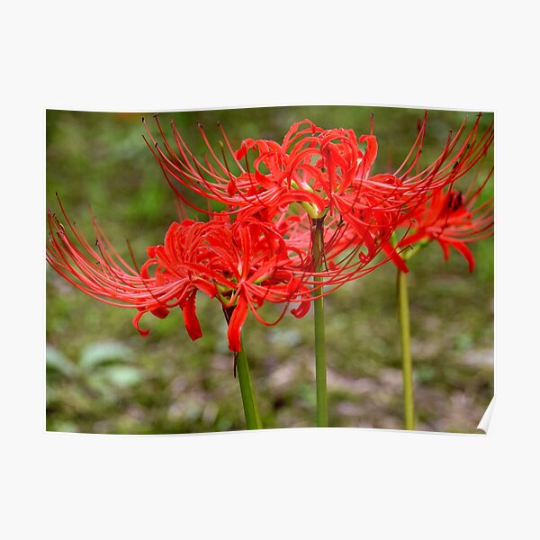 Red Spider Lily Posters Redbubble
