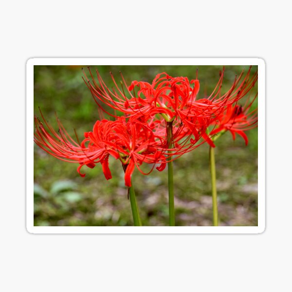 Red Spider Lily Gifts Merchandise Redbubble