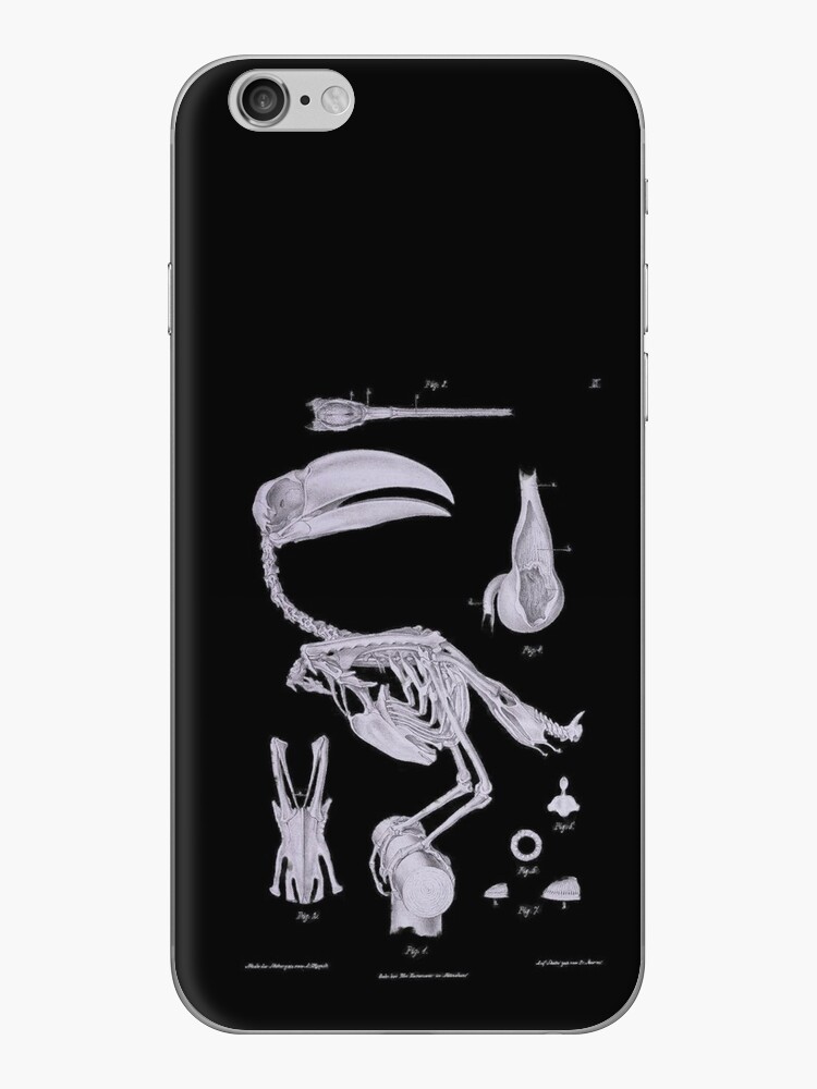 Vinilo para iPhone «Tucán Aves Esqueleto Anatomía Vintage Historia Natural»  de MoPaws | Redbubble